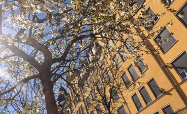Blå himmel og sol foran gul skolebygning, blomstrende kirsebærtre i forgrunn