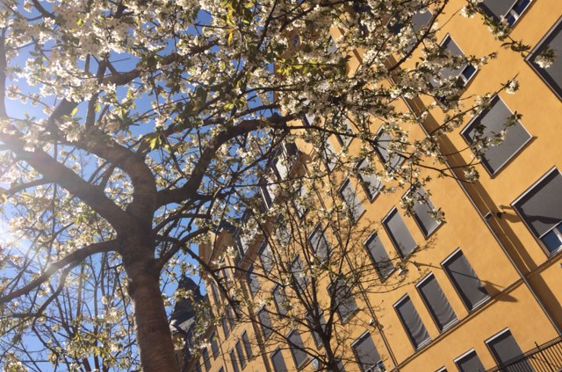 Blå himmel og sol foran gul skolebygning, blomstrende kirsebærtre i forgrunn