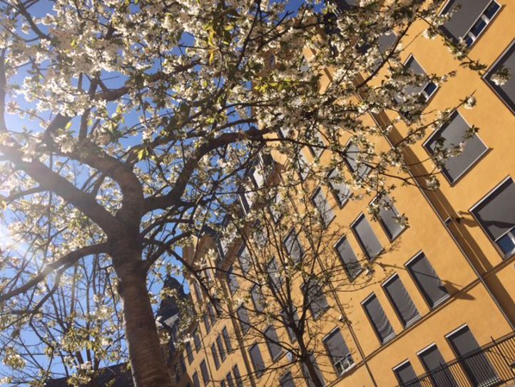 Blå himmel og sol foran gul skolebygning, blomstrende kirsebærtre i forgrunn